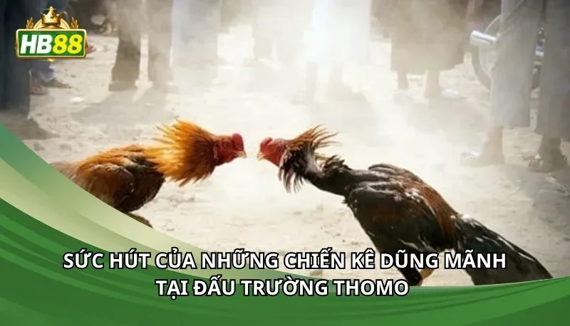 Sức hút của những chiến kê dũng mãnh tại đấu trường Thomo